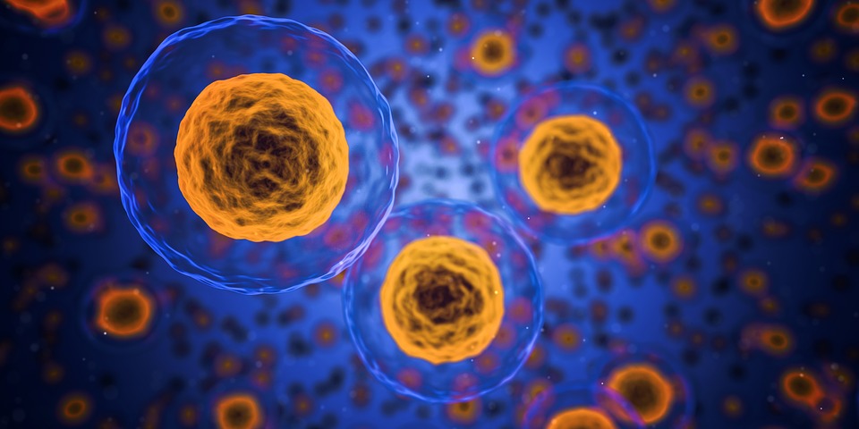 Cellerne i menneskekroppen