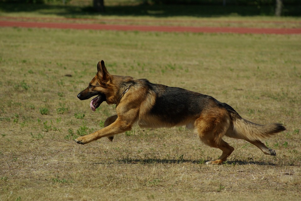 Løbende schæferhund