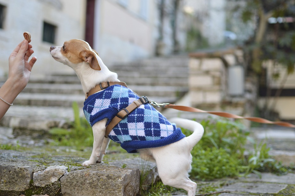 hund snuser til godbid