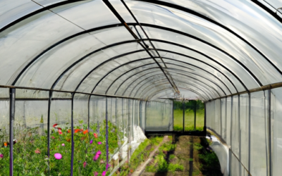 Drivhus – En guide til dyrkning af planter og grøntsager